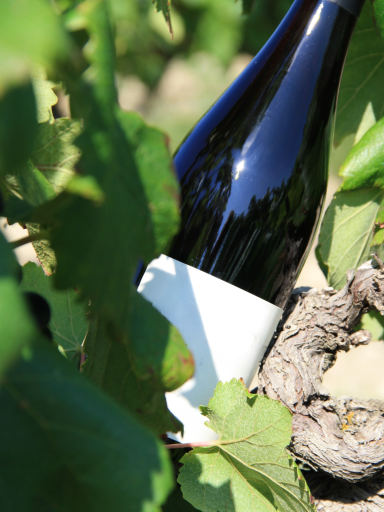 Bouteille de vin cachée parmi des feuilles de vigne ensoleillées.