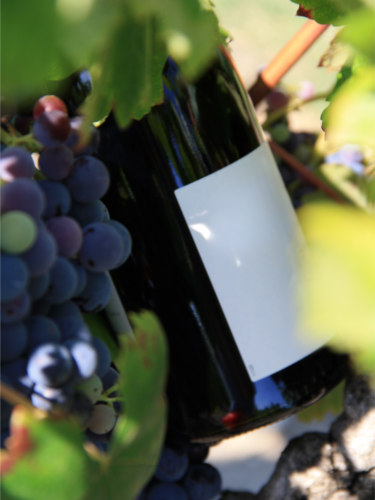 Bouteille de vin entourée de grappes de raisin sur la vigne.