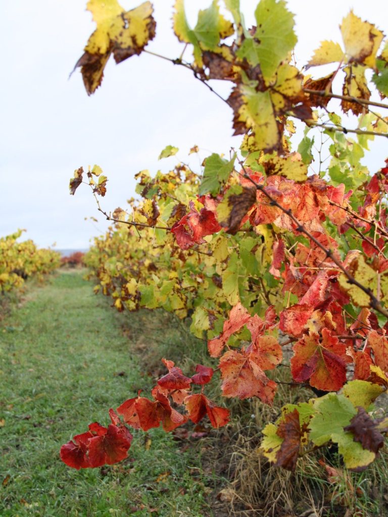 Vignes aux feuilles rouges et jaunes, champ verdoyant à l'horizon