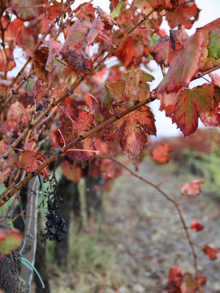 Vignes aux feuilles rouges en automne