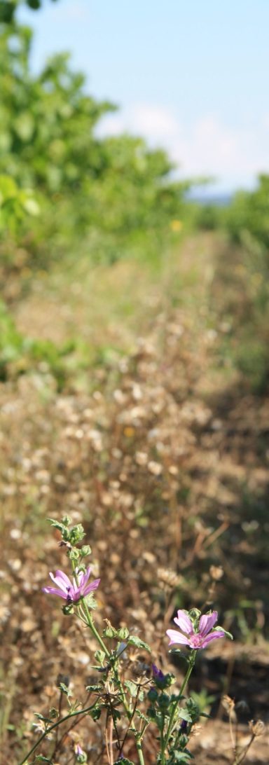 Rangée de fleurs roses et dans un champ de vignes ensoleillé