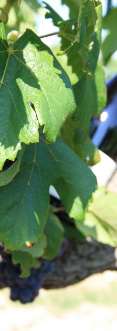 Une bouteilles de vin dans les vignes