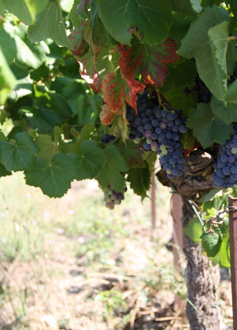 Vignes dans le soleil de la Drôme Vignes dans le soleil de la Drôme